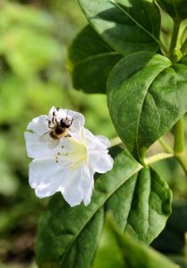 albina pe o floare alba